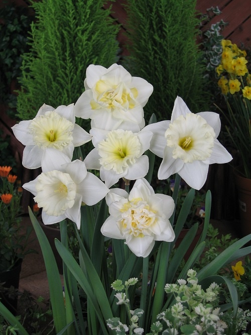 水仙球根 ホワイトコンビネーション （6球入り） | 各種水仙球根