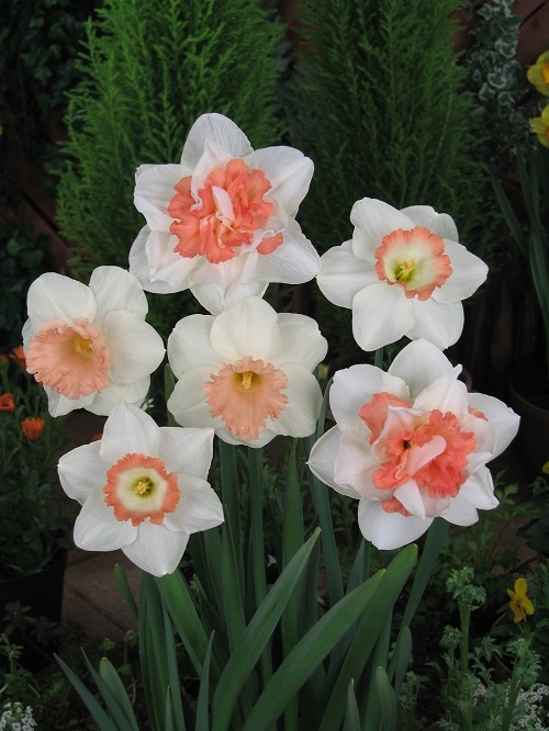 水仙球根 ピンクコンビネーション （6球入り） | 各種水仙球根,カラー