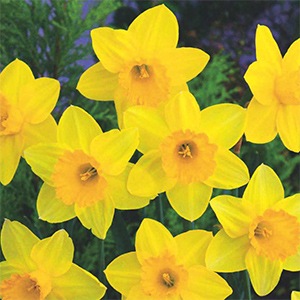 椿 水仙3球 球根 水仙 ゼラニューム 【花苗 3球／1個売り】｜ 【植物の