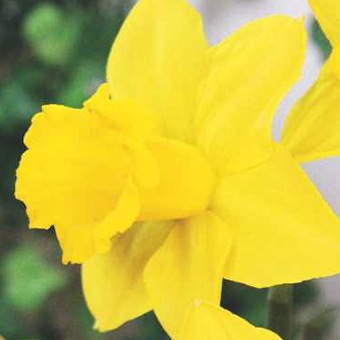 水仙球根 ラッパ咲 タマラ （2球入/袋） | 各種水仙球根,ラッパ咲き