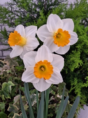 水仙球根 オレンジサンセット （2球入/袋） | 各種水仙球根,ラッパ