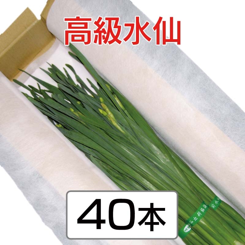 華子　日本水仙７セット 日本水仙の生け方【格花・主位・三才格】未生真流 Ikebana-Narcissus