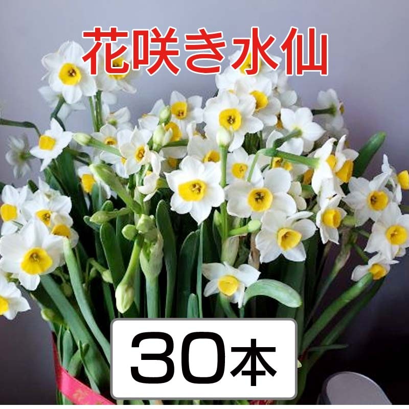 花咲き水仙 （長さと葉数の指定なし） 30本 | 水仙切花,水仙 （花咲き