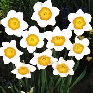 庬å׺顡롼åȡʣ/ޡ