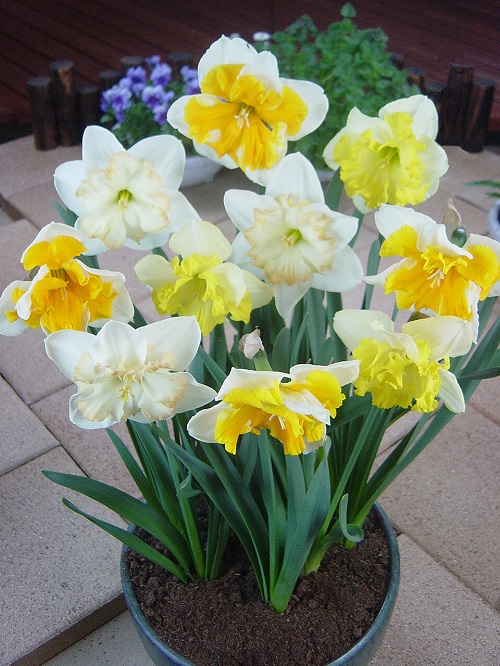 �Х��ե饤�餭���硡�Ƽﺮ��ʣ��������