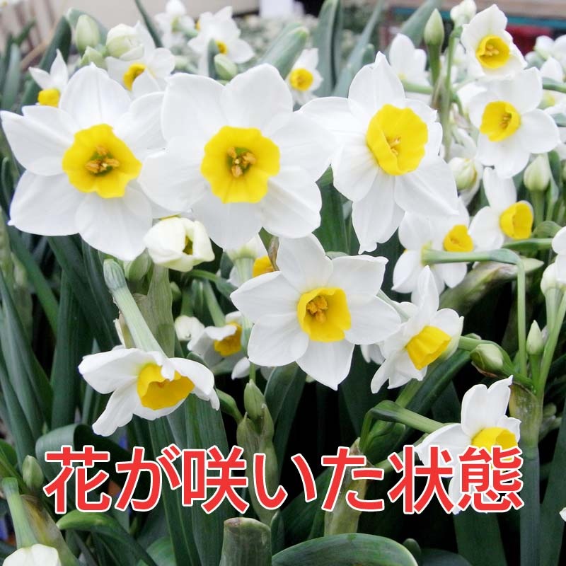 �������ѿ��硡��35cm�ʾ塡3��4���ջ���ʤ��ˡ�50��