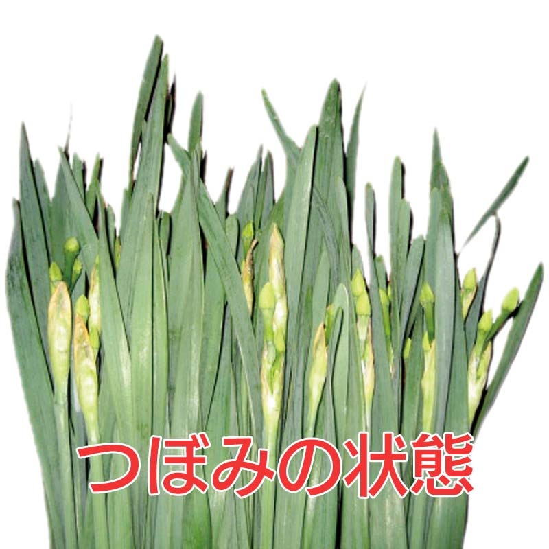 �����ѿ��硡��45cm�ʾ塡3��4���ջ���ʤ��ˡ�50��