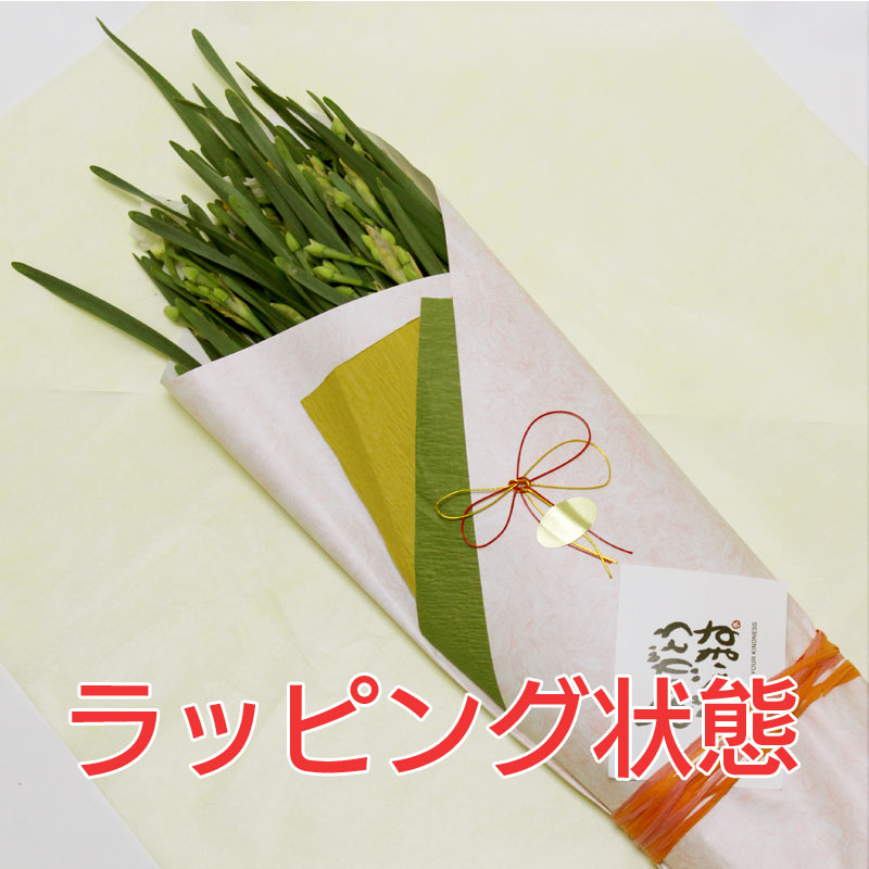 £���ѿ��硡��45cm�ʾ塡3��4���ջ���ʤ��ˡ�30��