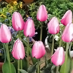 チューリップ球根 ピンクインプレッション（5球入/袋