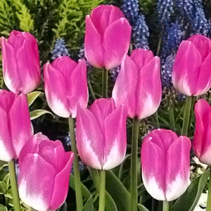 ���塼��å׵庬���ץ�른�塼��ʣ�����/�ޡ�