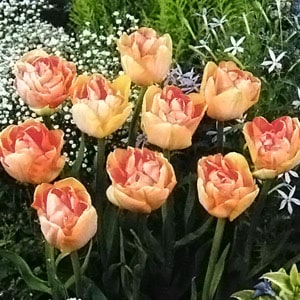 チューリップ球根 チャーミングビューティ（3球入/袋