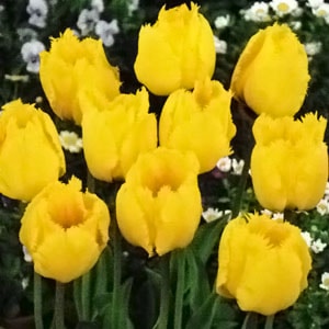 ���塼��å׵庬�����ꥹ���륹�����ʣ�����/�ޡ�
