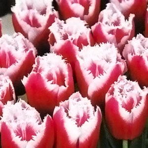 ���塼��å׵庬�����ʥ����ʣ�����/�ޡ�