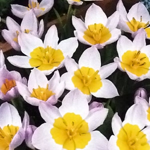 ���塼��å׵庬���饤��å��������ʣ�����/�ޡ�