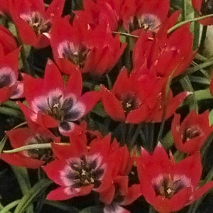 ���塼��å׵庬����ȥ�ӥ塼�ƥ����ʣ�����/�ޡ�