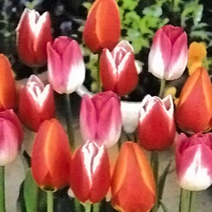 チューリップ球根 二色咲 各種混合 （5球入/袋） | チューリップ球根