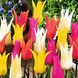 チューリップ球根 百合咲 各種混合 （5球入/袋） | チューリップ球根