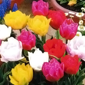 ���塼��å׵庬��Ȭ�ź顡�Ƽﺮ�� �ʣ�����/�ޡ�