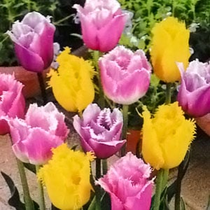 ���塼��å׵庬���ե�󥸺顡�Ƽﺮ�� �ʣ�����/�ޡ�