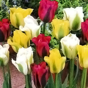 ���塼��å׵庬���к顡�Ƽﺮ�� �ʣ�����/�ޡ�