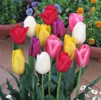 ���塼��å׵庬�����������̥��åȡ���ź麮�� ��3������/�ޡ�