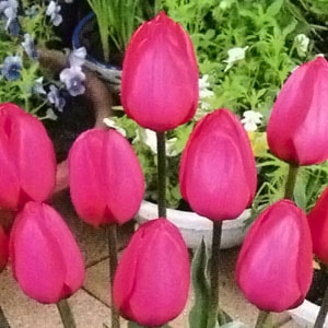 ���塼��å׵庬�����������̥��åȡ��ֿ� �ʣ�������/�ޡ�