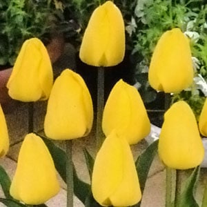 ���塼��å׵庬�����������̥��åȡ�����  �ʣ�������/�ޡ�