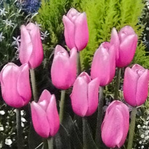 ���塼��å׵庬�����������̥��åȡ����� �ʣ�������/�ޡ�