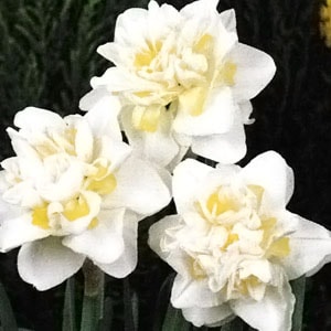 ����庬���ۥ磻�ȥ饤����ʣ�����/�ޡ�