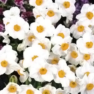 ����庬������˥塼��ʣ�����/�ޡ�