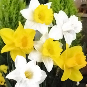 水仙球根 ラッパ咲各種混合 （5球入/袋） | 水仙（スイセン）球根