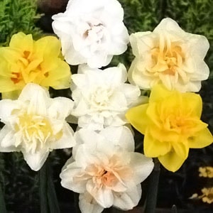 ����庬��Ȭ�ź�Ƽﺮ��  �ʣ�����/�ޡ�