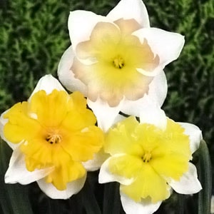 ����庬���Х��ե饤��Ƽﺮ��  �ʣ�����/�ޡ�