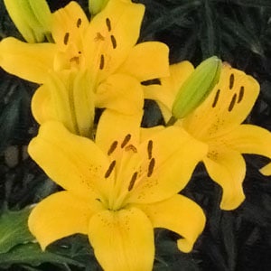 ���庬�������������������ɡʣ�����/�ޡ�