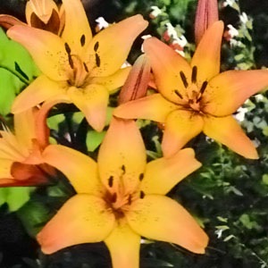 ���庬��������륵�󥻥åȡʣ�����/�ޡ�