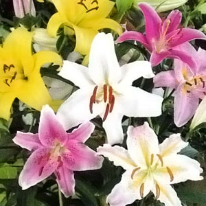 ���庬�����ꥨ�󥿥��ꡡ�Ƽﺮ�硡�ʣ�����/�ޡ�