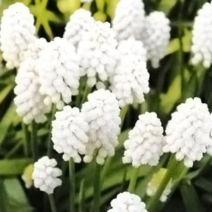 ムスカリ球根 ホワイトマジック （10球入/袋） | ムスカリ球根