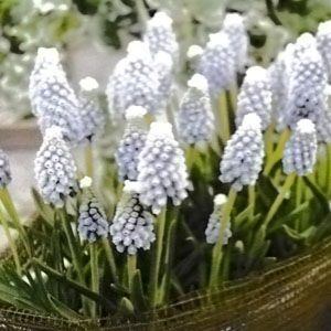 ムスカリ球根 オーシャンマジック （10球入/袋） | ムスカリ球根