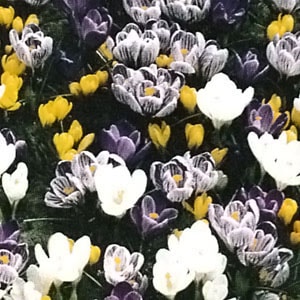 �����å����庬���Ƽﺮ��  �ʣ�������/�ޡ�