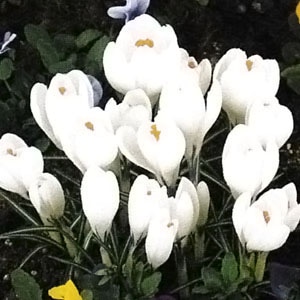 �����å����庬�������̥����� �ʣ�������/�ޡ�