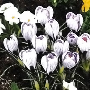 �����å����庬�����󥰥��֥��ȥ饤�סʣ�������/�ޡ�