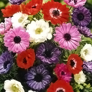 アネモネ球根 菊咲混合 （30ml入/袋） | その他球根,アネモネ球根