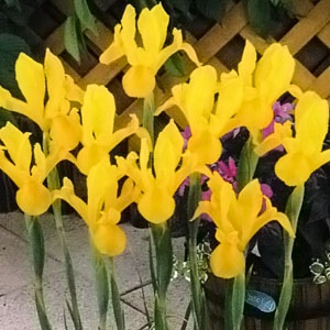 �����ꥹ�庬�����ʣ�����/�ޡ�