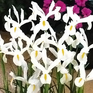 �����ꥹ�庬����ʣ�����/�ޡ�