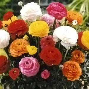 ��ʥ󥭥�饹�庬������ʣ���ml��/�ޡ�