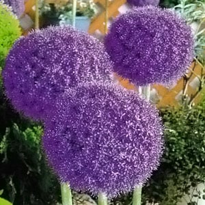 アリウム球根 ギガンチューム（1球入/袋） | その他球根