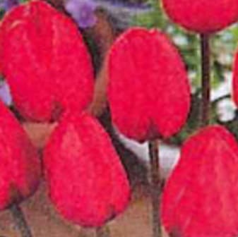 ���塼��å׵庬��Ķ��塡�֡ʣ�������/�ޡ�