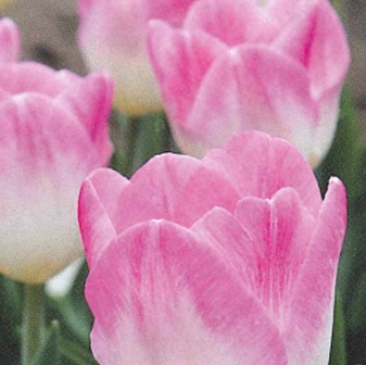 チューリップ　 0000000002612_IqBJRNT.jpg