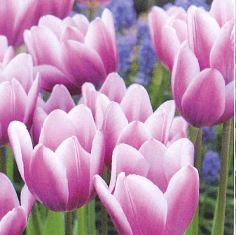 ���塼��å׵庬�����ʥ����֥롼�ʣ�����/�ޡ�