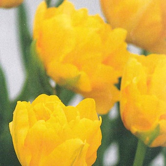 ���塼��å׵庬���ޥ꡼���硼�ʣ�����/�ޡ�